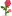 Кустовые розы