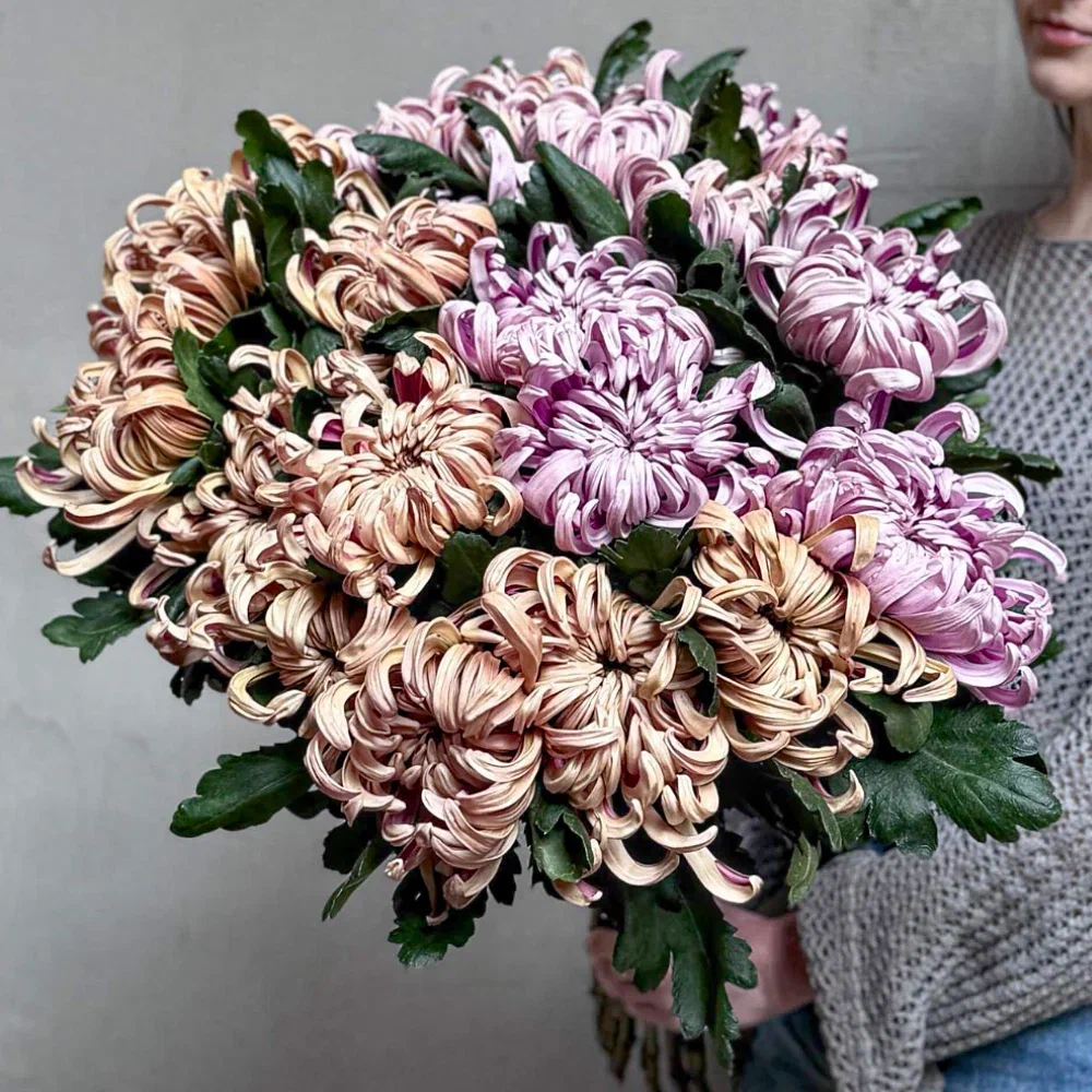 21 хризантема