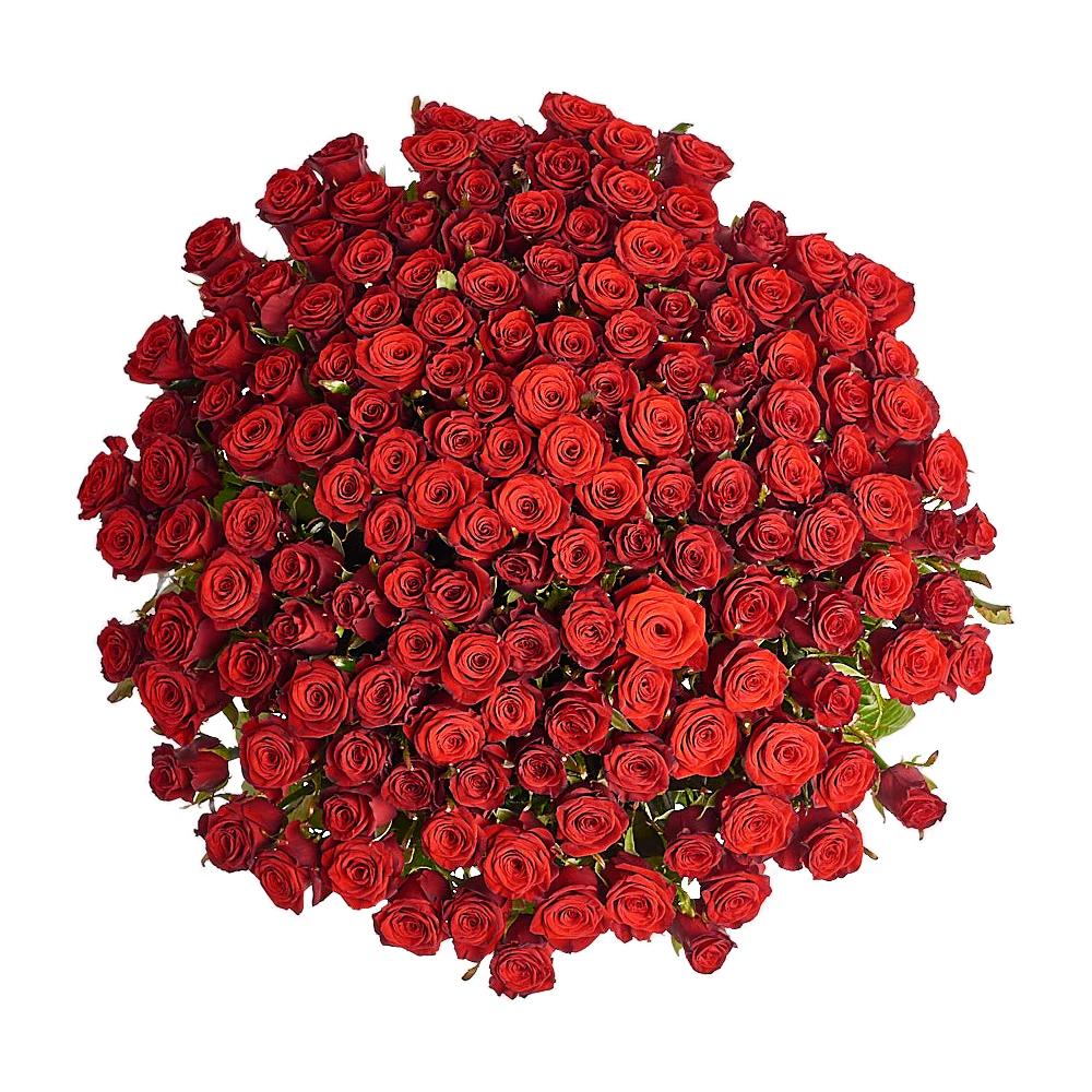 Букет из 101 красной розы (150см)